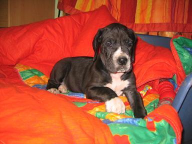 Xamina Bocca D�tigre