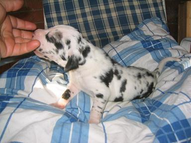 Xanda-lena Bocca D�tigre