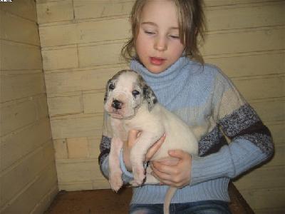 Otello Von Schlesien