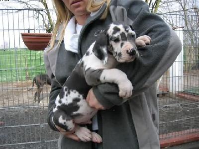 Osiris Von Schlesien