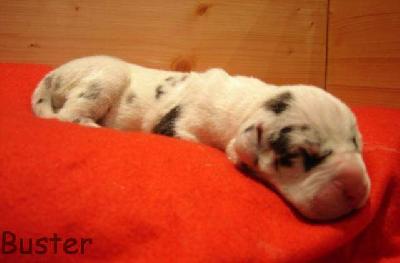 Buster Vom Rabenwald