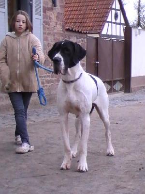 Bonita Vom Rabenwald