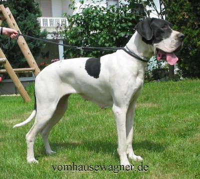 Bonita Vom Rabenwald