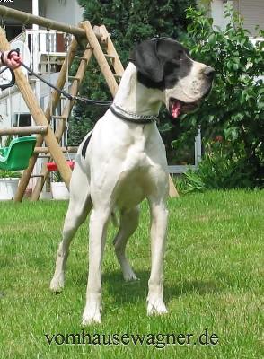 Bonita Vom Rabenwald