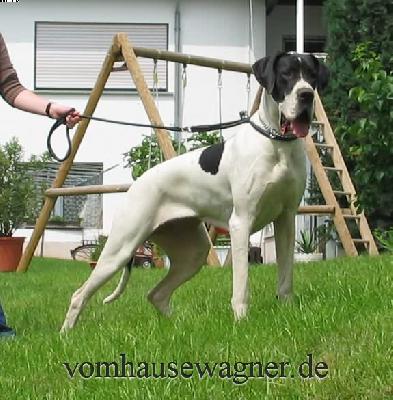 Bonita Vom Rabenwald