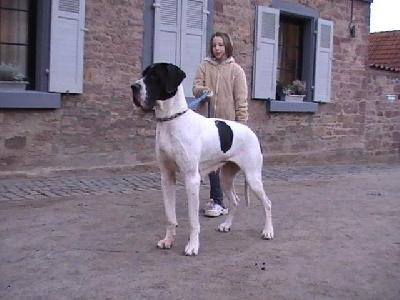 Bonita Vom Rabenwald