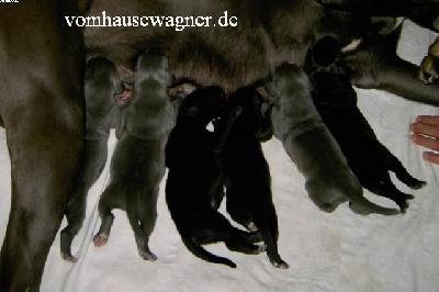 Xouxou Vom Hause Wagner