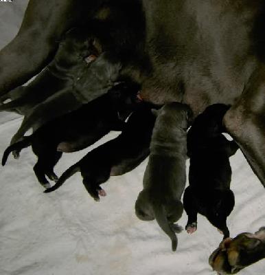 Xamira Vom Hause Wagner