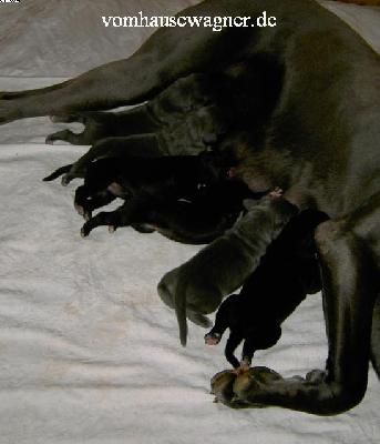 Xsmilla Vom Hause Wagner