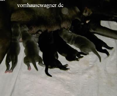 Xantha Vom Hause Wagner