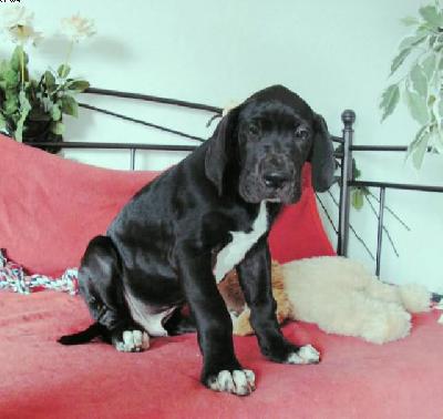 Diamant Vom White Temple