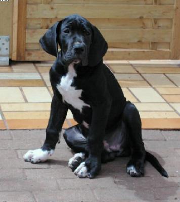 Dryope Vom White Temple