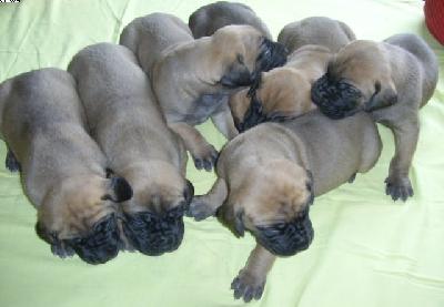 Inka2006030201 Von Der Rotburg