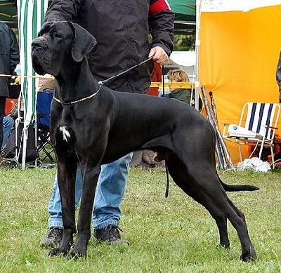 Ch Yvanhoe Vom Hause Wagner