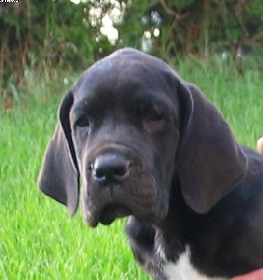 Yarquon Vom Hause Wagner