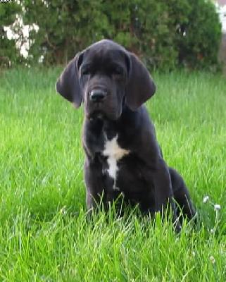 Yarquon Vom Hause Wagner