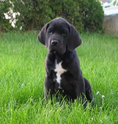 Yarquon Vom Hause Wagner