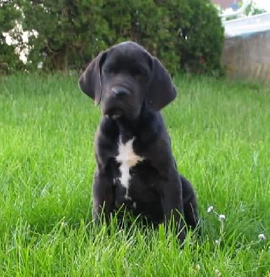 Yarquon Vom Hause Wagner