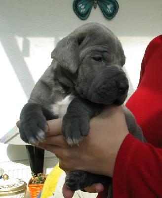 Yamato Vom Hause Wagner