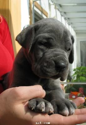 Yamato Vom Hause Wagner