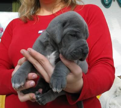 Yamato Vom Hause Wagner