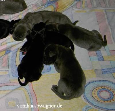 Yokoma Vom Hause Wagner