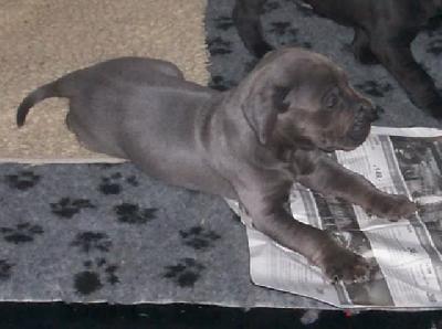 Gaylord Vom Spandauer Wappen