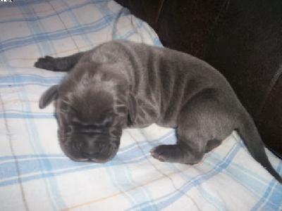 Gaylord Vom Spandauer Wappen