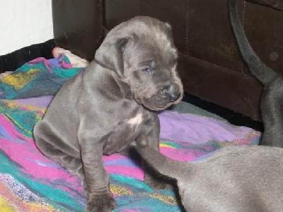 Glennan Highlander Vom Spandauer Wappen