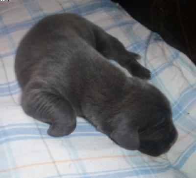 Gandalf Vom Spandauer Wappen