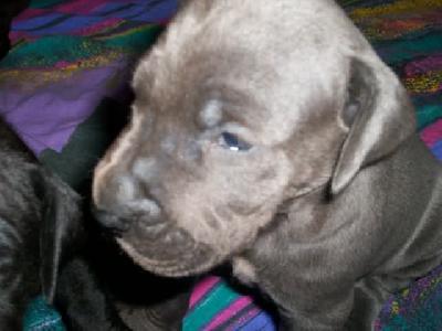 Gandalf Vom Spandauer Wappen