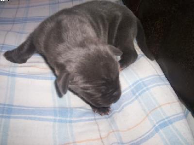 Gaban Vom Spandauer Wappen