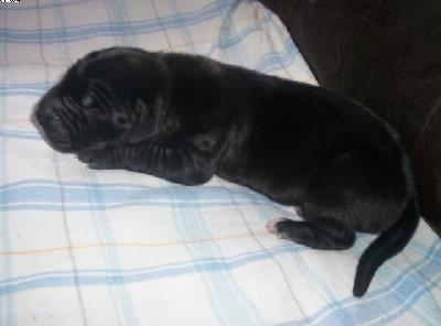 Gordy Vom Spandauer Wappen