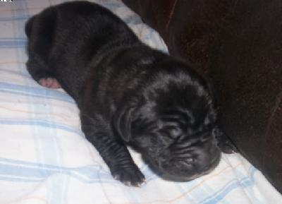 G-xena Vom Spandauer Wappen