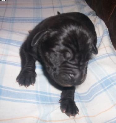 Giannia Vom Spandauer Wappen