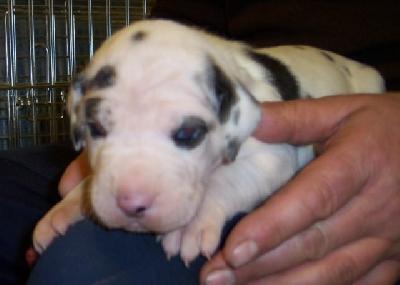 N-speedy Gonzales Vom W�chterberg