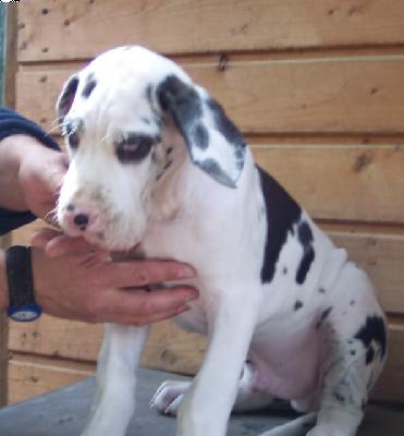 N-speedy Gonzales Vom W�chterberg