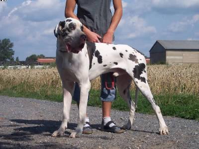 N-speedy Gonzales Vom W�chterberg