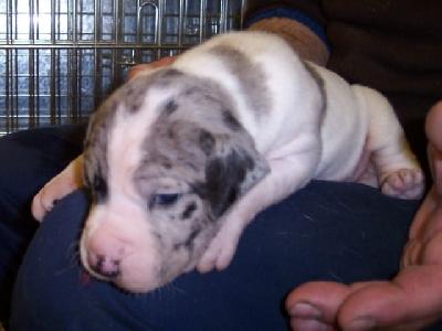 Nugget Vom W�chterberg