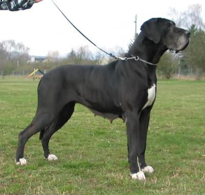 Anni Von Der Stadt Lneburg