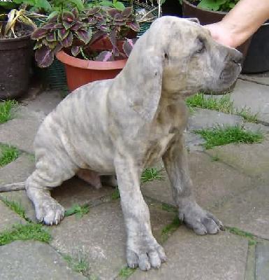 Emilio Von Der Calauer Schweiz