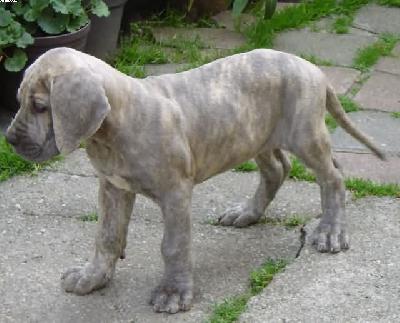 Emilio Von Der Calauer Schweiz