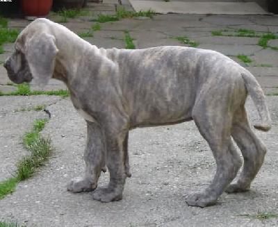 Emilio Von Der Calauer Schweiz