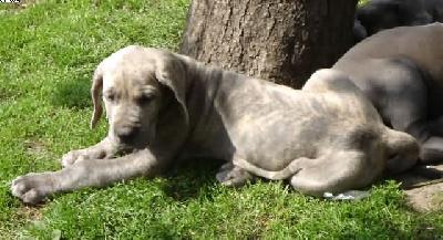 Emilio Von Der Calauer Schweiz