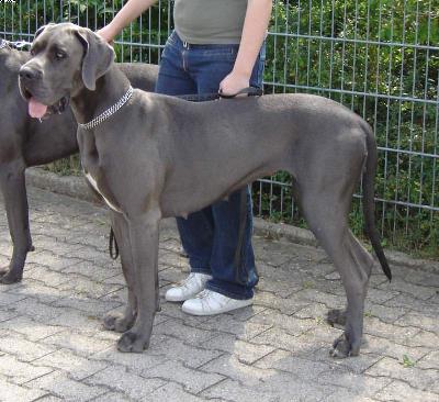 Elischa Von Der Calauer Schweiz