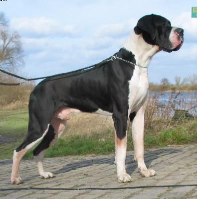 Hannibal Von Der Stadt L�neburg