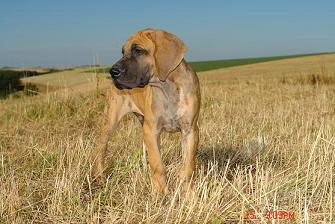 Yashav Bocca D�tigre