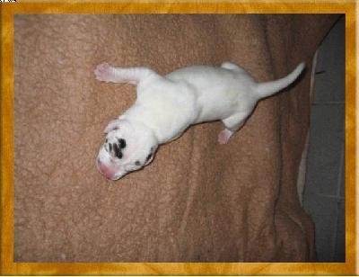 Pietje Von Schlesien