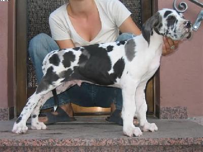 Pavlov Von Schlesien