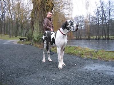 Pavlov Von Schlesien